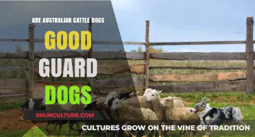 Australian Cattle Dogs: Guard Dogs or Not?