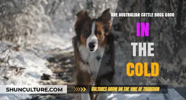 Australian Cattle Dogs: Cold Weather Conundrum
