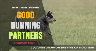 The Best Running Partner: Australian Cattle Dogs?