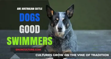 Australian Cattle Dogs: Natural Swimmers or Not?