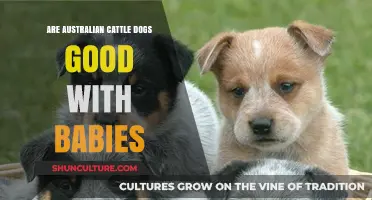 Australian Cattle Dogs: Baby-Friendly or Not?