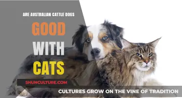 Australian Cattle Dogs: Friend or Foe to Cats?