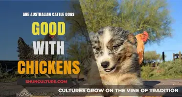 Australian Cattle Dogs: Chicken-Friendly or Not?