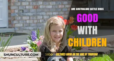 Australian Cattle Dogs: Kid-Friendly Canines?