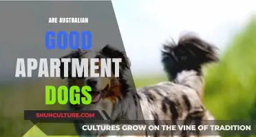 Australian Shepherds: Good Apartment Dogs?