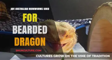 Hornworms for Bearded Dragons: A Healthy Treat?