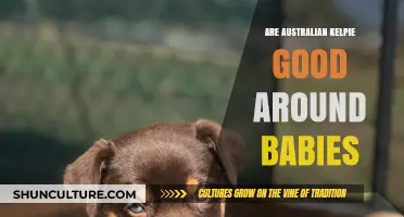 Australian Kelpies: Safe Around Babies?