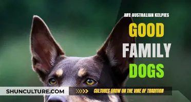 Australian Kelpies: The Perfect Family Dog?