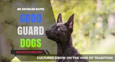 Australian Kelpies: Guard Dogs or Not?