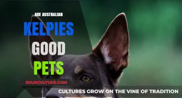 Australian Kelpies: The Perfect Pet for Active Owners?