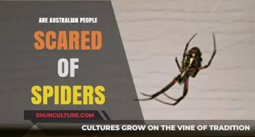 Spiders: Australia's Fearful Eight-Legged Friends