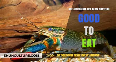 Delicious Red Claw Crayfish: An Australian Delicacy