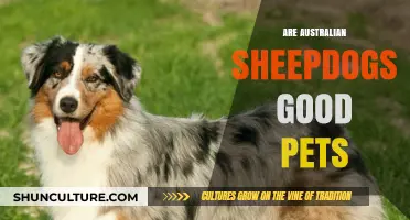 Sheepdogs: The Perfect Australian Pet?