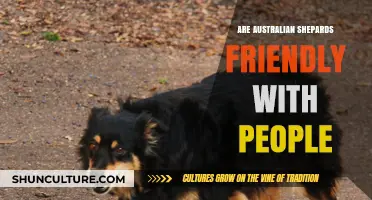 Australian Shepherds: Social Butterflies or Shy Strangers?