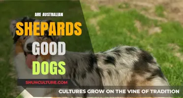 Australian Shepherds: The Good, the Bad, and the Herding