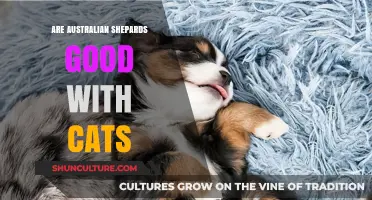 Australian Shepherds and Cats: Can They Be Friends?