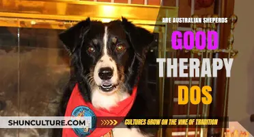 Australian Shepherds: Therapy Dog Potential?