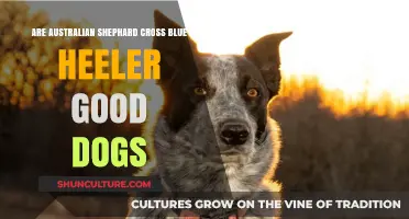 Australian Shepherd-Blue Heeler Mix: Good Dogs?