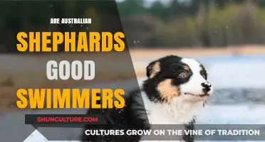 Australian Shepherds: Natural Swimmers or Not?