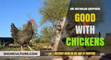 Australian Shepherds: Chicken-Friendly or Not?
