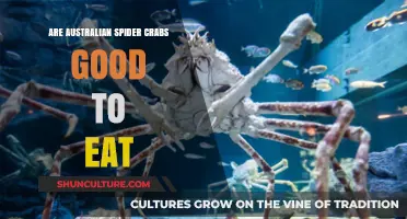 Delicious Australian Spider Crabs: Are They Edible?
