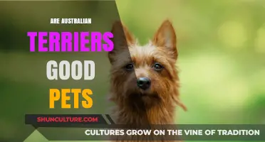 Australian Terriers: The Perfect Pet?