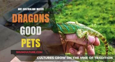 Water Dragons: The Perfect Aussie Pet?