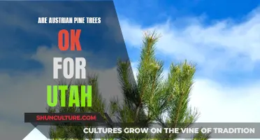 Austrian Pine Trees: A Good Fit for Utah Gardens?