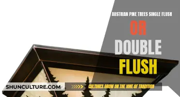 Pine Tree Flush: Austrian Single or Double Delight?