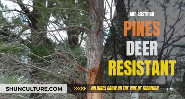 Deer-Resistant Austrian Pines: What You Need to Know