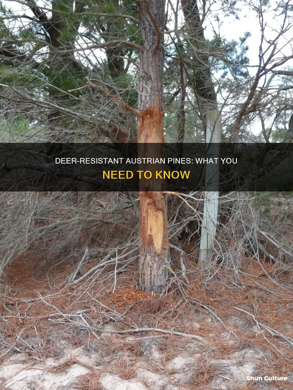 are austrian pines deer resistant