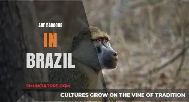 Exploring Brazil's Wildlife: Are Baboons Present in the Country?