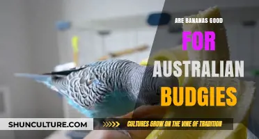 Why Bananas Are a Healthy Treat for Budgies