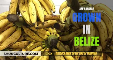 Belize's Banana Cultivation: A Tropical Treat