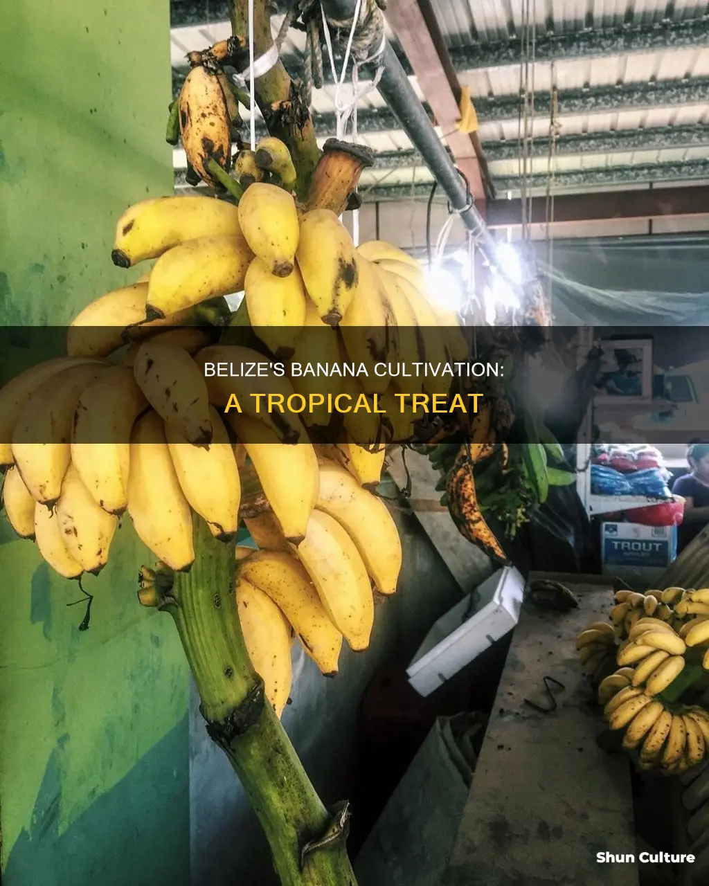 are bananas grown in belize