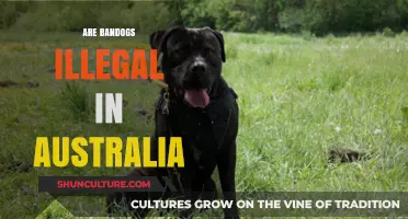 Are Bandogs Legal in Australia? Understanding the Laws and Restrictions