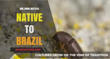 Are Bark Beetles Indigenous to Brazil? Exploring Their Origin and Impact