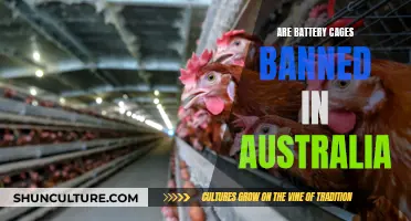 Battery Cages: Legal or Banned in Australia?