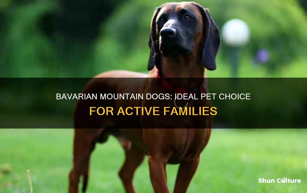 are bavarian mountain dogs good pets