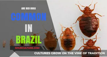 Are Bed Bugs a Common Issue in Brazil? Find Out Here