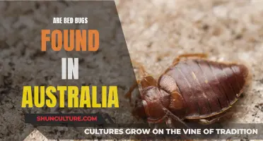 Bed Bugs in Australia: What You Need to Know