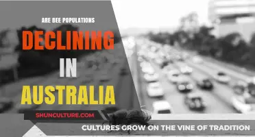 Bee Populations in Australia: What's the Buzz?