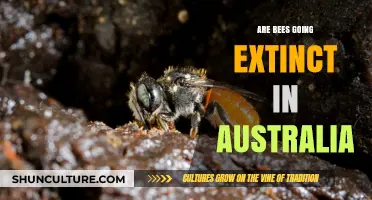 Are Australian Bees Facing Extinction? Urgent Concerns and Solutions
