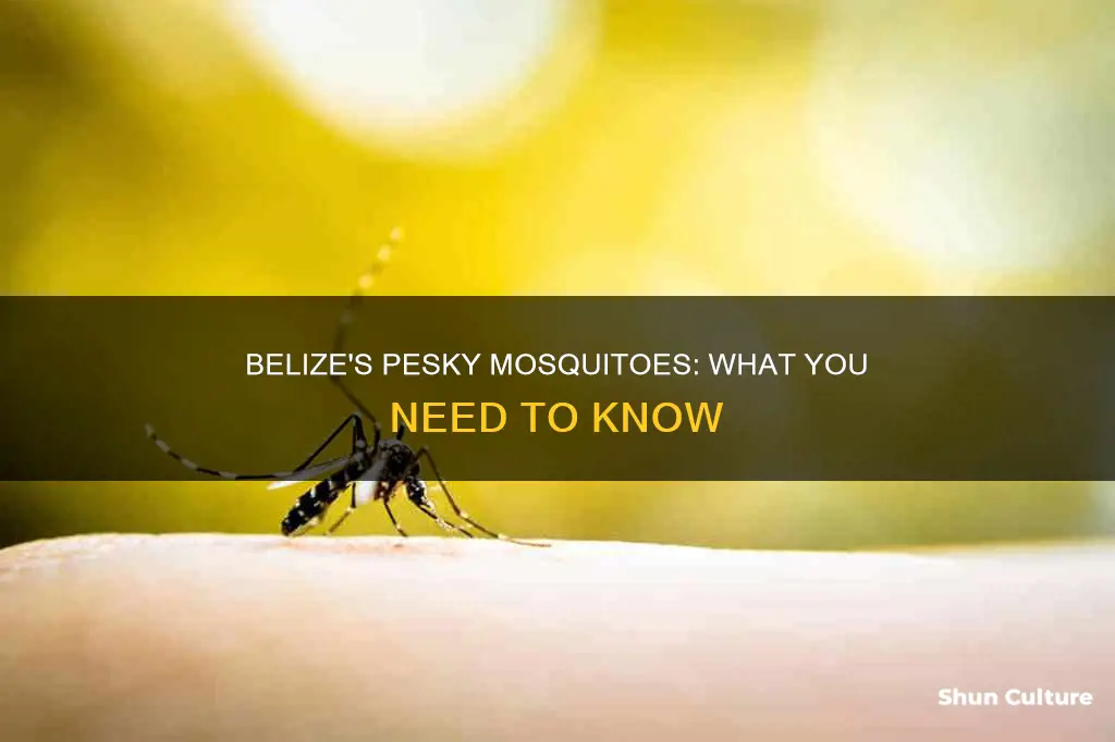 are belize mosquitos bad