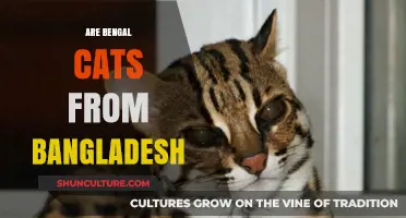 Are Bengal Cats from Bangladesh? Unraveling the Breed's Origins