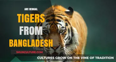 Are Bengal Tigers Native to Bangladesh? Unraveling the Myth