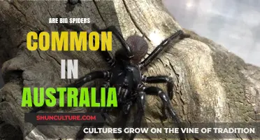 Spiders in Australia: Giant, Common, and Dangerous?