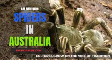 Spiders in Australia: The Birds' Unseen Predators
