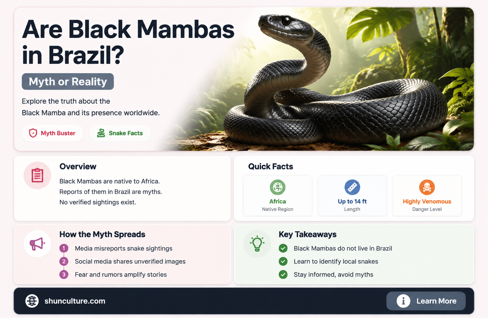 are black mambas in brazil