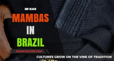 Are Black Mambas in Brazil? Unraveling the Myth and Facts